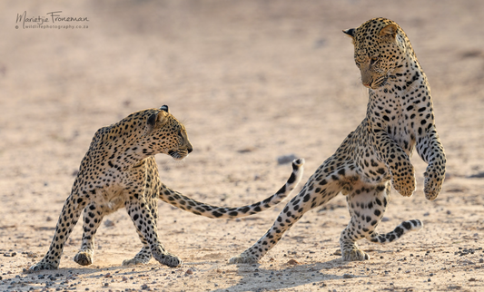 leopards by marietjie froneman