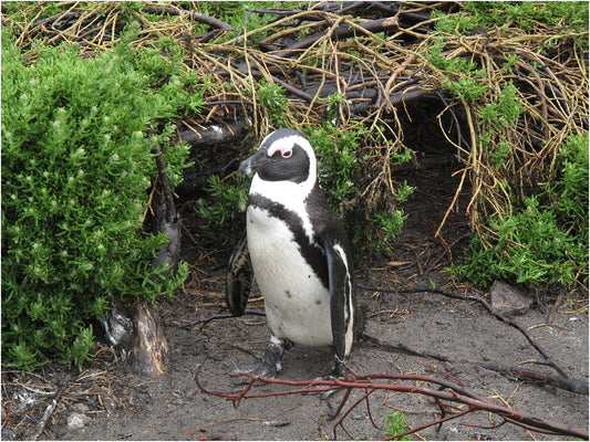 Black Friday with a twist: Let's save the African Penguin!