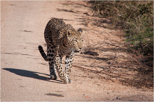 Camping in colourful Kruger