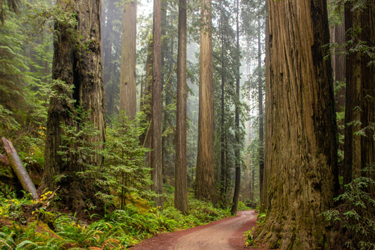 Even (fake) Redwoods need a break